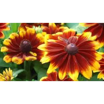 Popular Gebera Flower